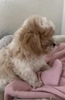 Pearl, a female Shihpoo for sale in Richland, WA – Photo 2 of 3