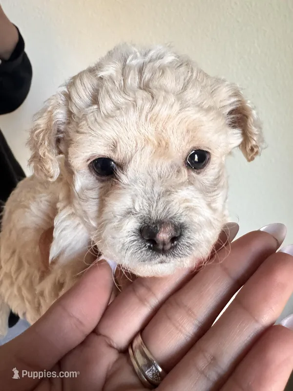 Luca – Poodle - Miniature  puppy for sale in Richland, WA