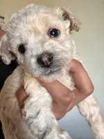 Luca, a male Poodle - Miniature  for sale in Richland, WA – Photo 2 of 2