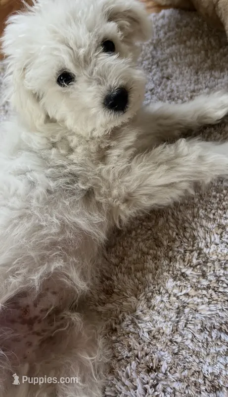Enzo – Poodle - Miniature  puppy for sale in Kennewick, WA