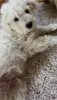 Enzo, a male Poodle - Miniature  for sale in Kennewick, WA – 1 of 4
