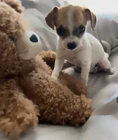 Coconut, a female Chihuahua for sale in Kennewick, WA – 2 of 2