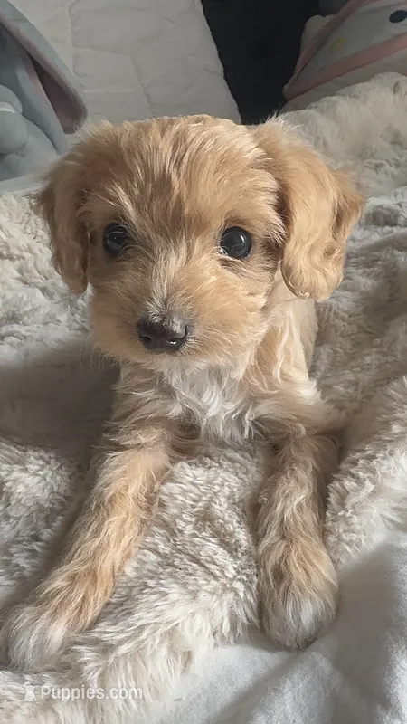 Coco Latte  – Cockapoo puppy for sale in Kennewick, WA