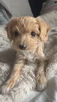 Coco Latte , a female Cockapoo for sale in Kennewick, WA – 1 of 3
