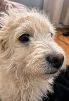 Enzo, a male Poodle - Miniature  for sale in Richland, WA – 2 of 3