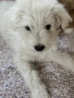 Enzo, a male Poodle - Miniature  for sale in Kennewick, WA – 3 of 4