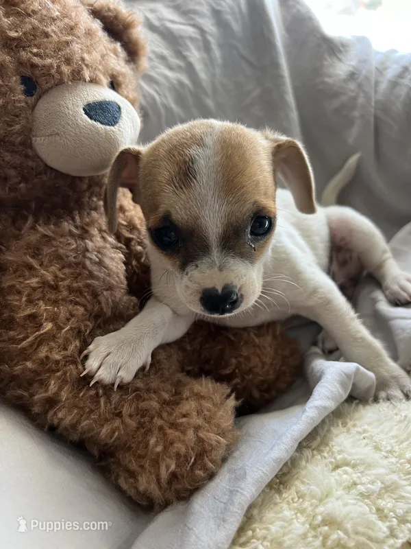 Coconut – Jack Russell Terrier, Chihuahua puppy for sale in Kennewick, WA