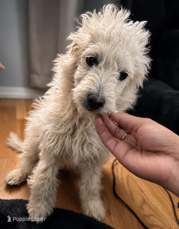 Enzo – Poodle - Miniature  puppy for sale in Richland, WA