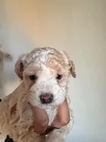 Enzo, a male Poodle - Miniature  for sale in Richland, WA – Photo 2 of 4