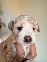 Enzo, a male Poodle - Miniature  for sale in Richland, WA – Photo 3 of 4