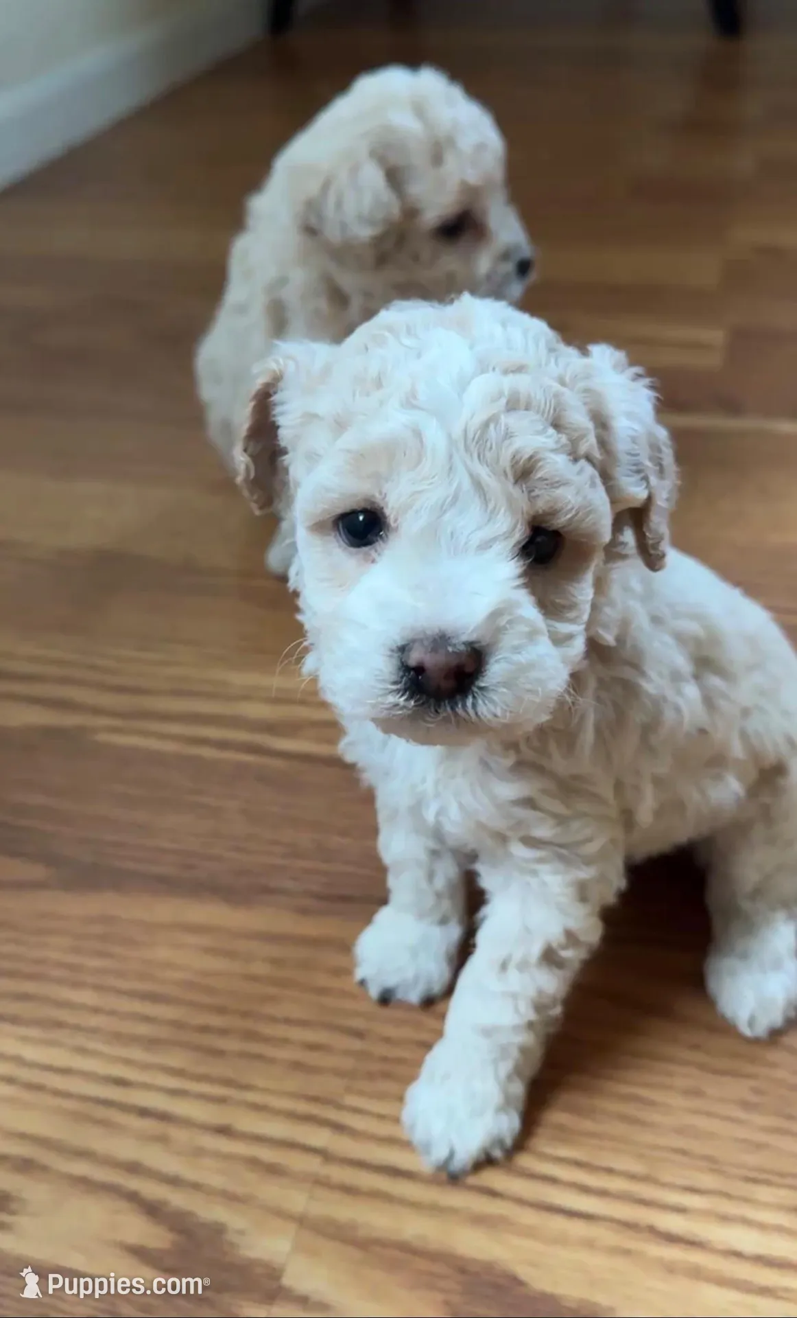 Enzo – Poodle - Miniature  puppy for sale in Richland, WA