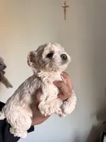 Enzo, a male Poodle - Miniature  for sale in Richland, WA – Photo 4 of 4