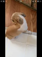 Bella, a female Chihuahua for sale in Richland, WA – 2 of 2