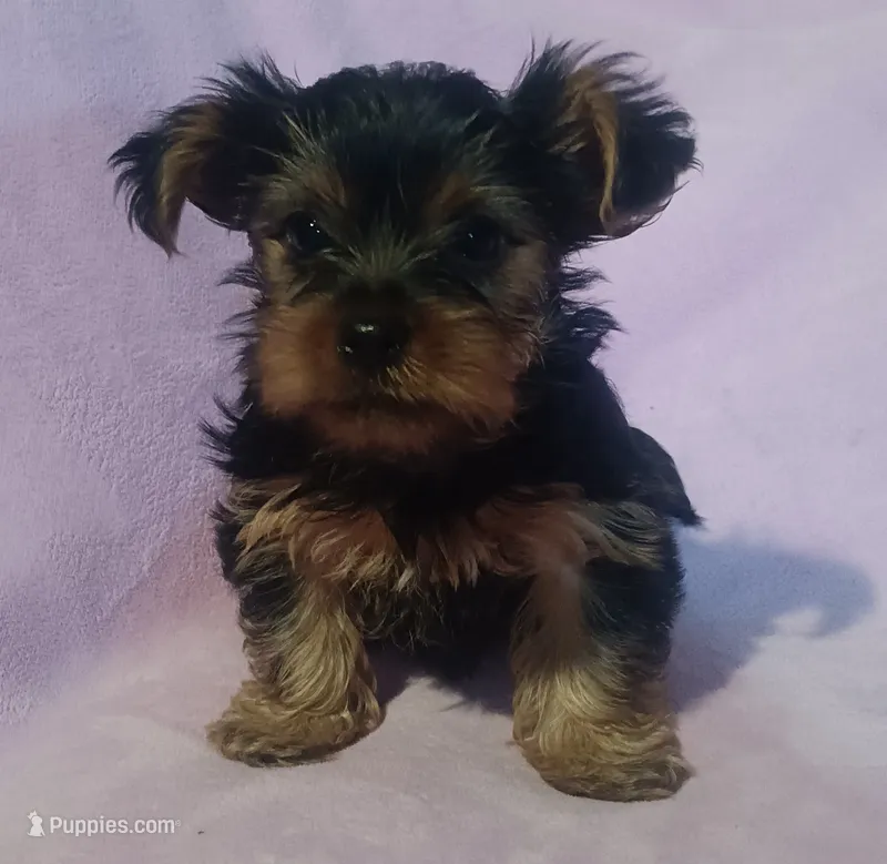 Charlie – Yorkshire Terrier puppy for sale in Nokomis, IL