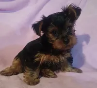 Charlie, a male Yorkshire Terrier for sale in Nokomis, IL – 3 of 3