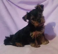 Charlie, a male Yorkshire Terrier for sale in Nokomis, IL – 2 of 3