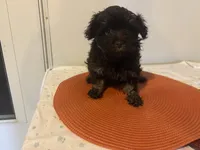 Harper, a female Havapoo for sale in Sedalia, MO – 3 of 3