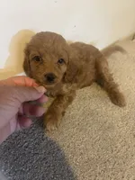 Cinnamon , a female Cavapoo for sale in Sedalia, MO – 2 of 3