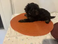 Helen , a female Havapoo for sale in Sedalia, MO – 2 of 3