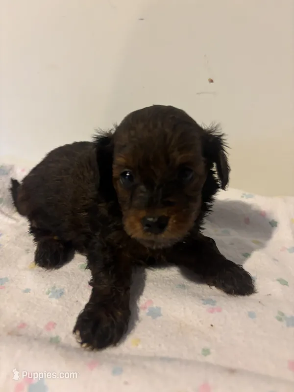 Harlow – Havapoo puppy for sale in Sedalia, MO