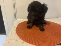 Harper, a female Havapoo for sale in Sedalia, MO – 2 of 3