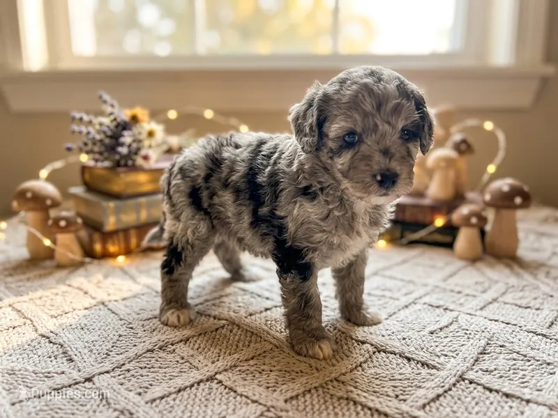 Aggie  – Miniature Aussiedoodle puppy for sale in Sedalia, MO