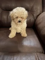 Pierre, a male Poodle - Toy  for sale in Sedalia, MO – 2 of 4