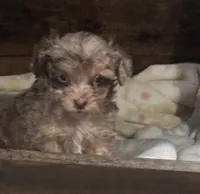 Agatha , a female Miniature Aussiedoodle for sale in Sedalia, MO – 3 of 4