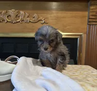 Aaron, a male Miniature Aussiedoodle for sale in Sedalia, MO – 3 of 5