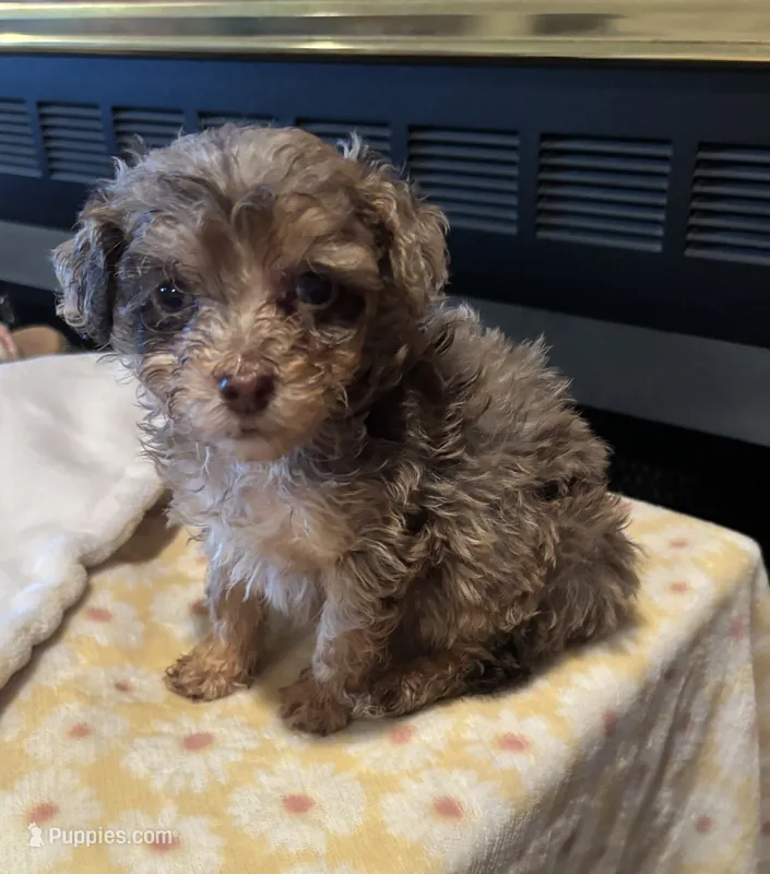 Agatha  – Miniature Aussiedoodle puppy for sale in Sedalia, MO