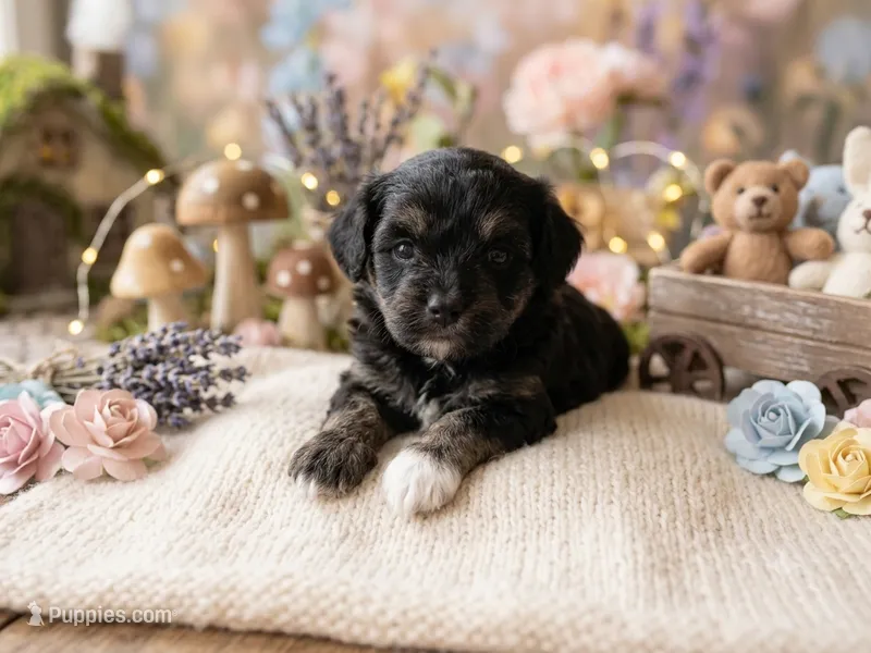 Angus – Miniature Aussiedoodle puppy for sale in Sedalia, MO