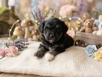 Angus, a male Miniature Aussiedoodle for sale in Sedalia, MO – 1 of 4