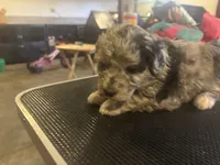 Auggie, a male Miniature Aussiedoodle for sale in Sedalia, MO – 3 of 3