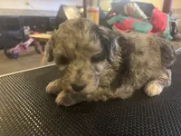 Auggie, a male Miniature Aussiedoodle for sale in Sedalia, MO – 2 of 3