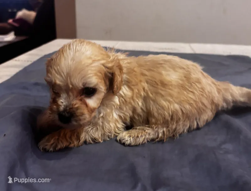 Cohen  – Cavapoo puppy for sale in Sedalia, MO