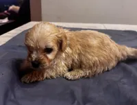 Cohen , a male Cavapoo for sale in Sedalia, MO – 1 of 4