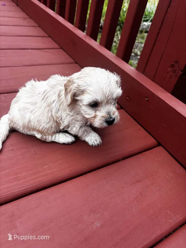 Cohen  – Cavapoo puppy for sale in Sedalia, MO