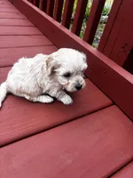 Cohen , a male Cavapoo for sale in Sedalia, MO – Photo 1 of 3