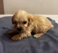 Cohen , a male Cavapoo for sale in Sedalia, MO – 2 of 4