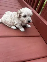 Cohen , a male Cavapoo for sale in Sedalia, MO – Photo 2 of 3