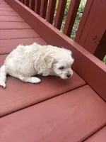 Cohen , a male Cavapoo for sale in Sedalia, MO – Photo 3 of 3