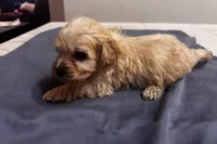 Cohen , a male Cavapoo for sale in Sedalia, MO – 4 of 4