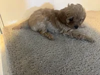 Carson , a male Cavapoo for sale in Sedalia, MO – 2 of 3