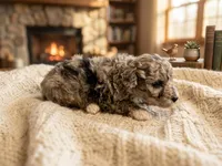 Auggie, a male Miniature Aussiedoodle for sale in Sedalia, MO – 1 of 3