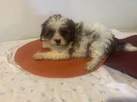 Harry, a male Shihpoo for sale in Sedalia, MO – 2 of 2
