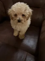 Pierre, a male Poodle - Toy  for sale in Sedalia, MO – 4 of 4
