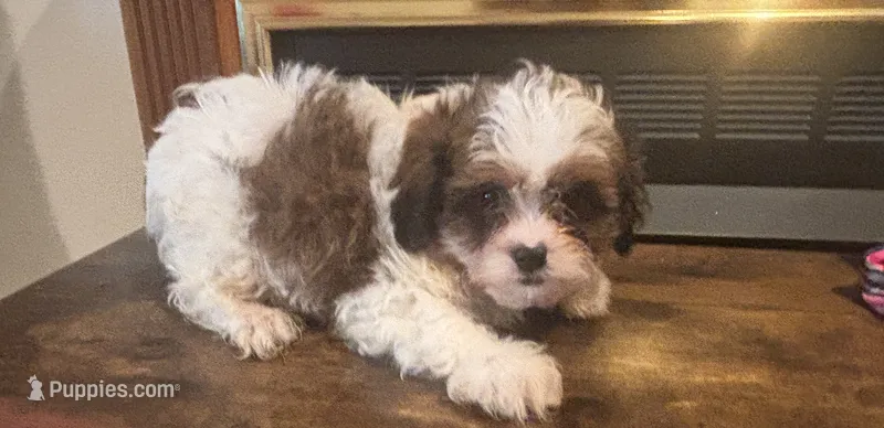 Harry – Shihpoo puppy for sale in Sedalia, MO