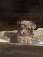 Agatha , a female Miniature Aussiedoodle for sale in Sedalia, MO – 2 of 4