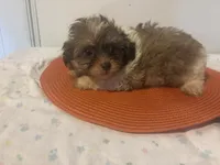 Holland, a male Shihpoo for sale in Sedalia, MO – 4 of 4
