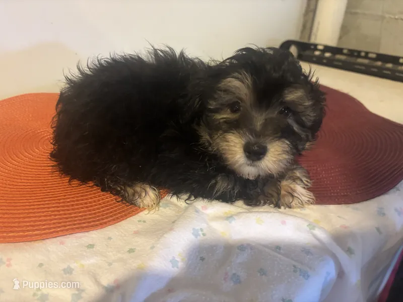 Harriett  – Havapoo puppy for sale in Sedalia, MO